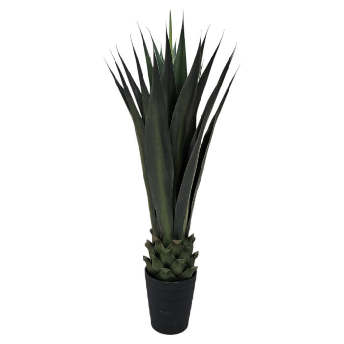 Modern home décor plant