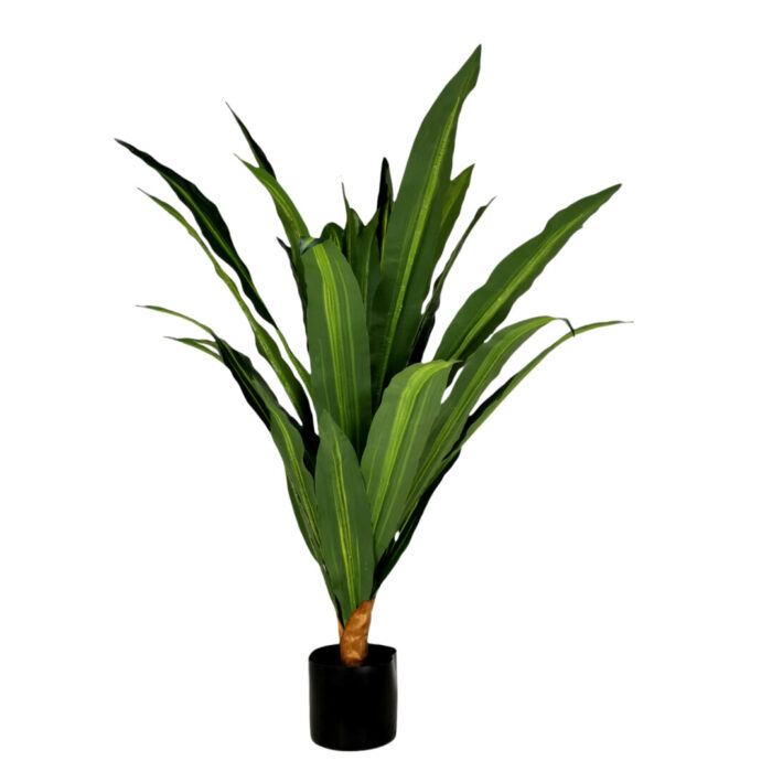 Dragon Plant Dragon Plant