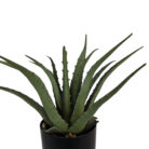 Aloe-Faux-Plant-In-Pot-Close-Up.jpg