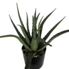 Aloe-Faux-Plant-In-Pot-Top.jpg