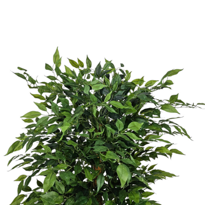 Faux-Ficus-Tree-Close-Up.jpg Faux-Ficus-Tree-Close-Up.jpg