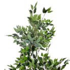 Faux-Ficus-Tree-Plant-Close-Up.jpg