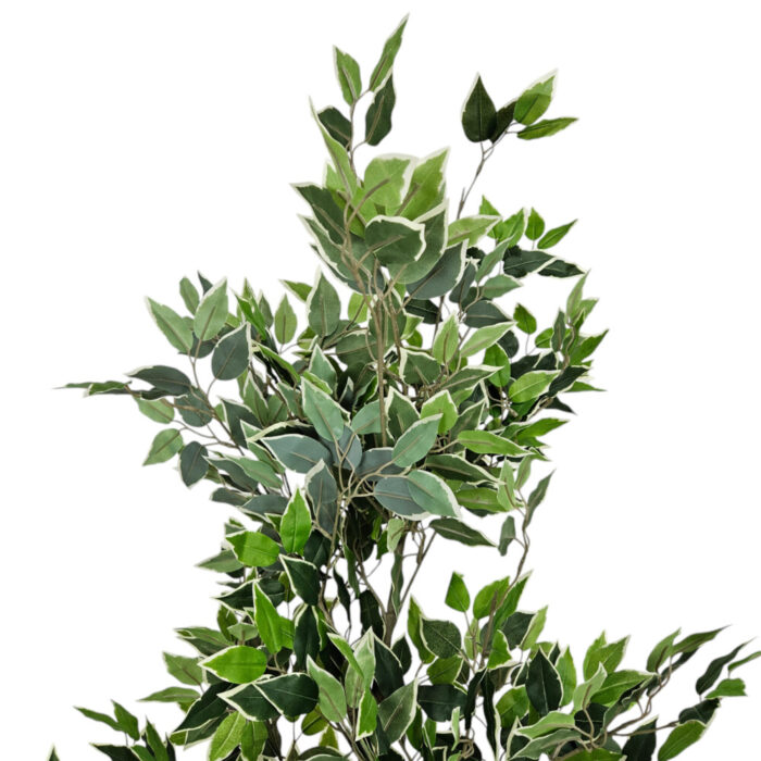 Faux-Ficus-Tree-Plant-Close-Up.jpg Faux-Ficus-Tree-Plant-Close-Up.jpg
