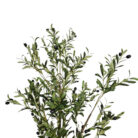 Faux-Olive-Tree-Plant-Close.jpg