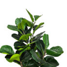 Fiddle-Leaf-Faux-Tree-Close-Leaf.jpg
