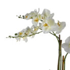 Fuax-White-Orchid-Close.jpg