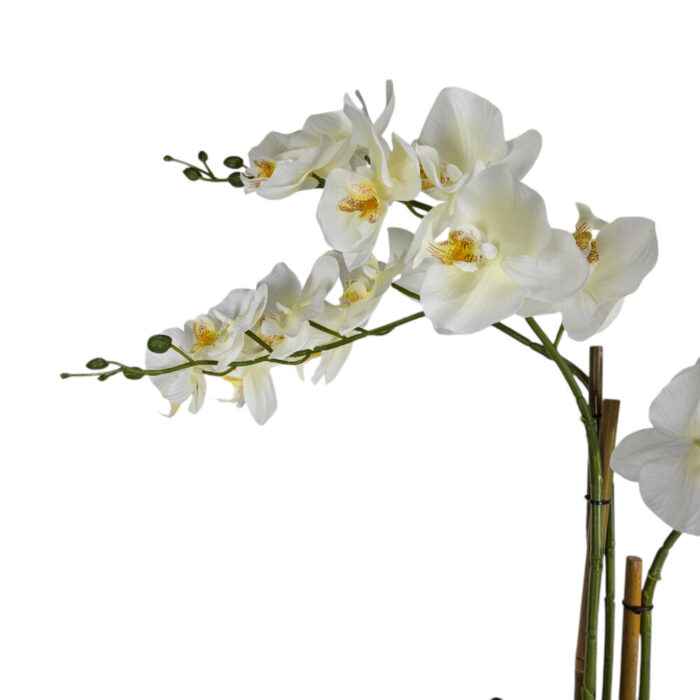 Fuax-White-Orchid-Close.jpg