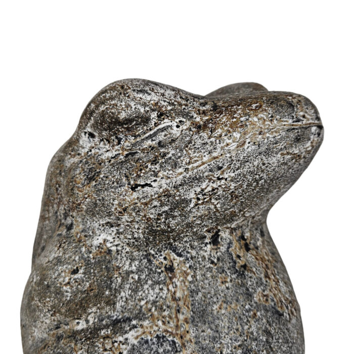 Grey-Frog-Sitting-Close-Up.jpg Grey-Frog-Sitting-Close-Up.jpg