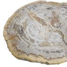 Natural-Petrified-Stone-Table-Top-Close-UpBUK9505.jpg