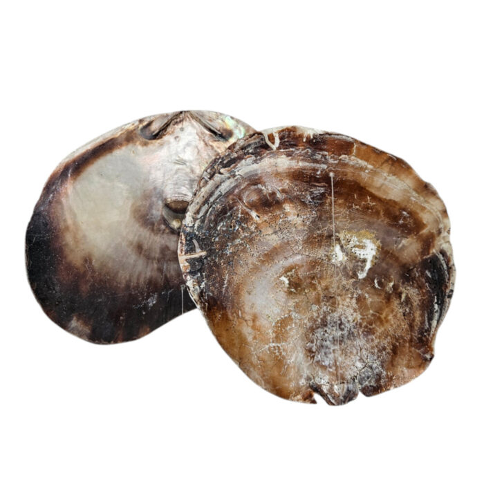 Natural-Shells-On-A-String-Close-Up.jpg Natural-Shells-On-A-String-Close-Up.jpg