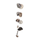 Natural Shells On A String