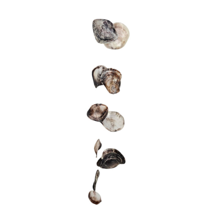 Natural-Shells-On-A-String-Hang.jpg Natural Shells On A String