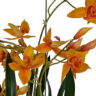 Orange-Swan-Faux-Orchid-Close-Petals.jpg