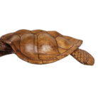 Swimming-Wall-Turtle-Close-Back.jpg
