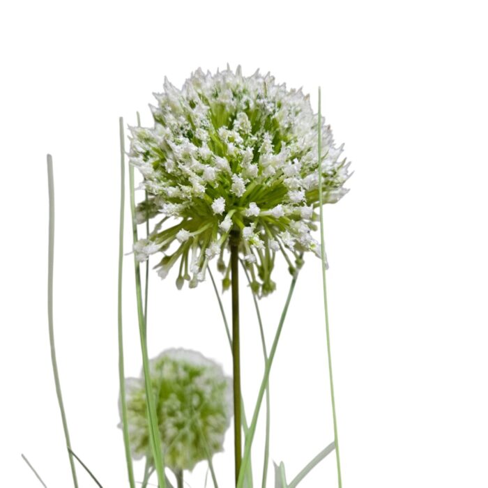 Potted Grass Flower PHG0040 Close Potted Grass Flower PHG0040 Close