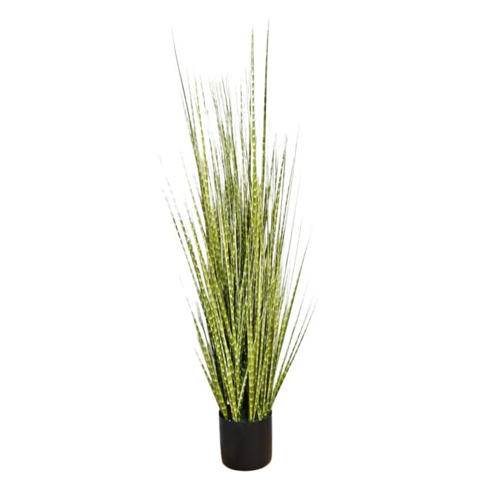 Zabra Striped Grass PHG0001 Zabra Striped Grass PHG0001