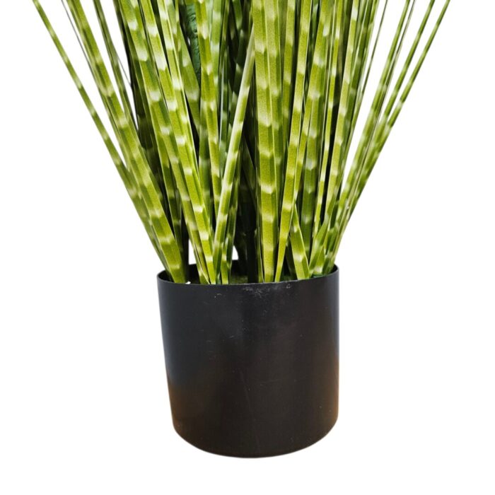 Zabra Striped Grass PHG0001 Bottom Zabra Striped Grass PHG0001 Bottom