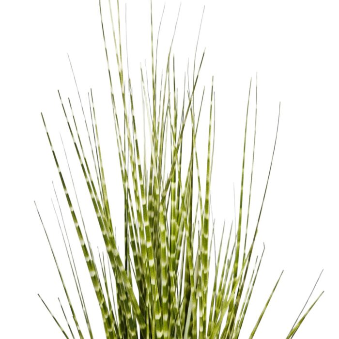 Zabra Striped Grass PHG0001 Top Zabra Striped Grass PHG0001 Top