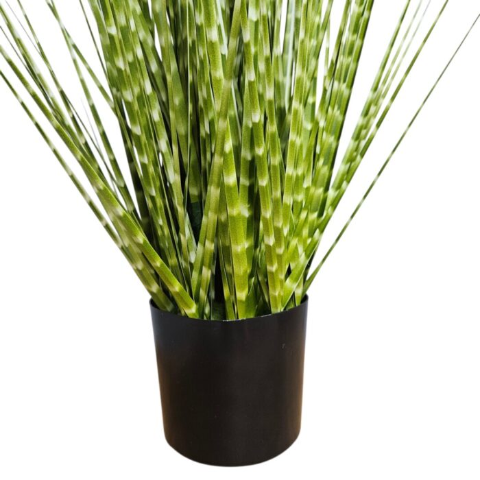 Zabra Striped Grass PHG0002 Close Bottom Zabra Striped Grass PHG0002 Close Bottom