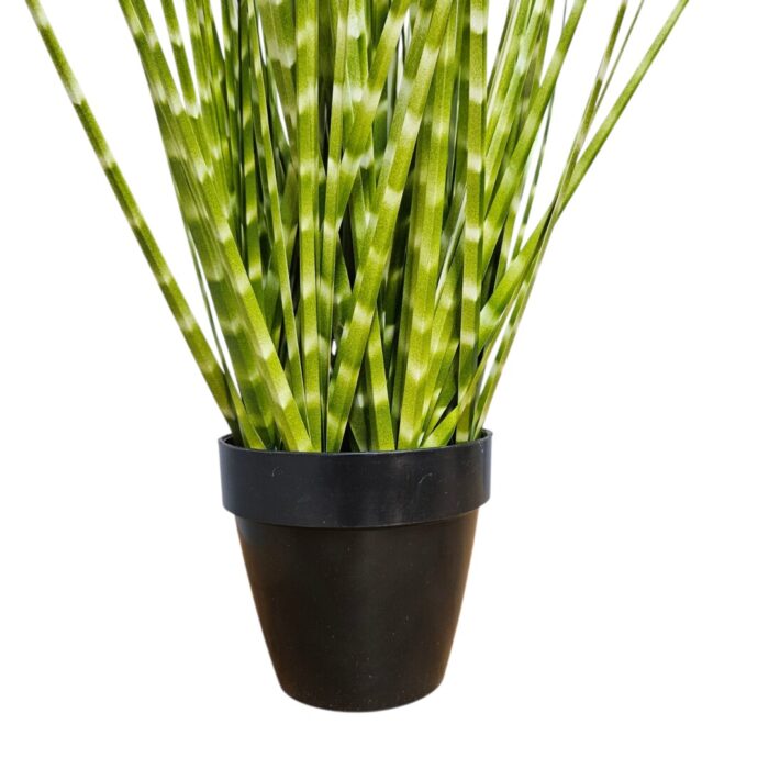 Zabra Striped Grass PHG0003 Bottom Zabra Striped Grass PHG0003 Bottom