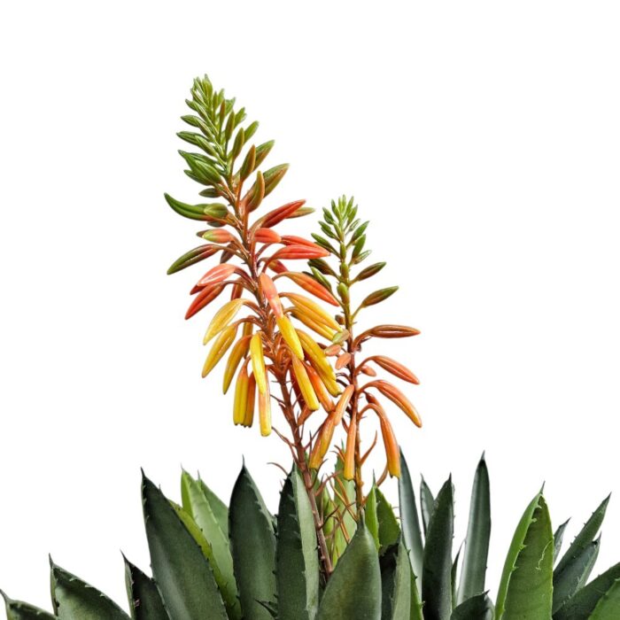 Faux Orange Aloe In Pot TRA1078 Close Top Faux Orange Aloe In Pot TRA1078 Close Top