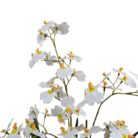 Oncidium In Pot Faux TRA0124 Close