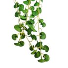 Coin Leaf TRA1062 Bottom