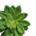 Desert Rose TRA1009 Clos