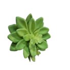 Desert Rose TRA1009 Side