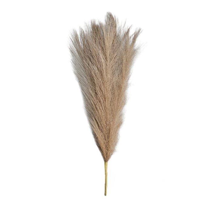 Pampas Grass TRA1071 Pampas Grass TRA1071