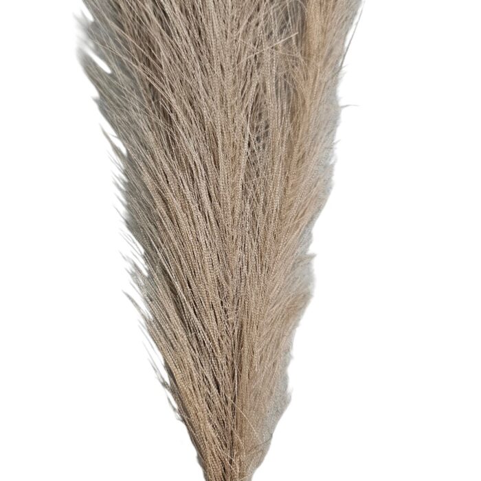 Pampas Grass TRA1071 Close (2) Pampas Grass TRA1071 Close (2)
